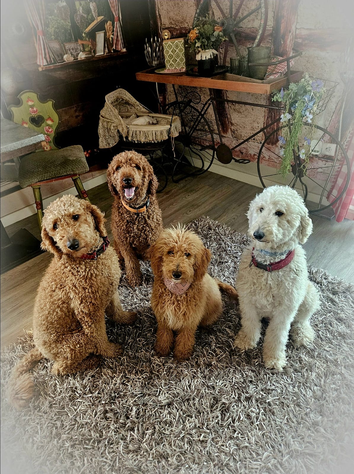 Pudel-Doodle-Family